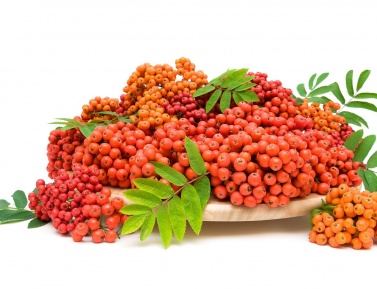 JARABINA "SACHARNAJA"