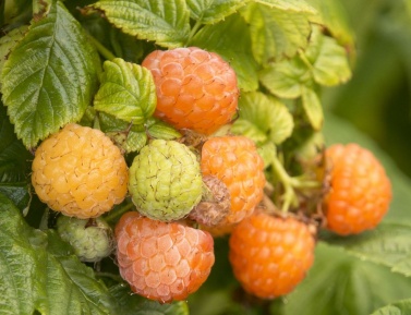 GOLDBERRY