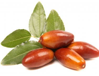 JUJUBA ČÍNSKA "ANTICO" (Ziziphus jujuba), kont.24