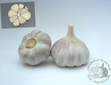 BJETIN 250g