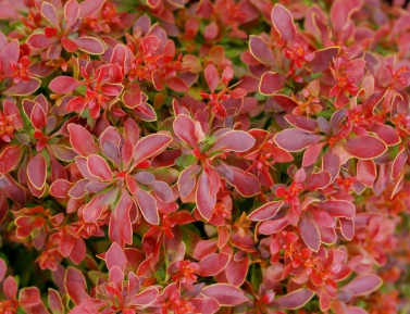 BERBERIS "GOLDEN RING"