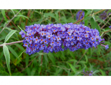 BUDLEJA "NANHO BLUE", C2