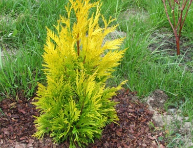 THUJA PLICATA "TIGER GOLD", P9