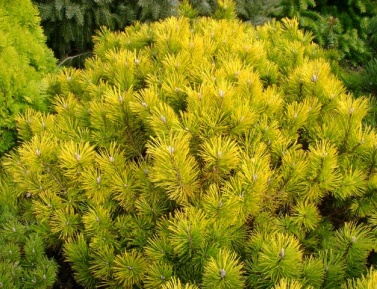 PINUS MUGO "GOLDEN GLOW", P11