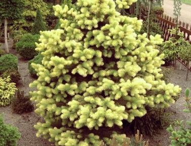 PICEA PUNGENS "MAIGOLD", C3