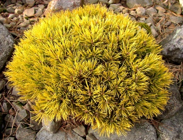 PINUS MUGO "WINTER GOLD", C3