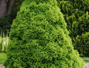 PICEA CLAUCA "CONICA", C3