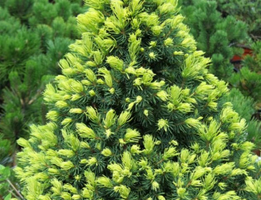 PICEA GLAUCA "RAINBOWS END", C2,5