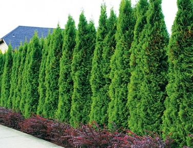 THUJA OCCIDENTALIS "SMARAGD", C2