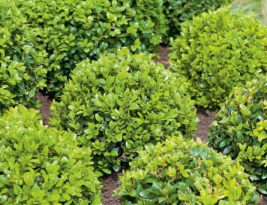 BUXUS SEMPERVIRENS, C2