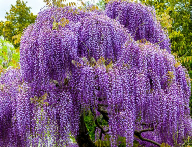 WISTERIA SINENSIS, C2