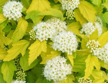 PHYSOCARPUS OPULIFOLIUS "LUTEUS", C3