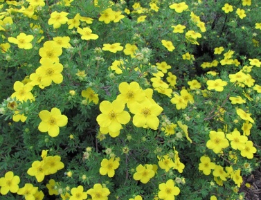 POTENTILLA FRUTICOSA "KOBOLT", C2