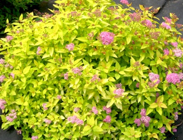 SPIRAEA JAPONICA "GOLDEN PRINCESS", C3