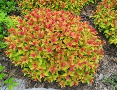 SPIRAEA JAPONICA "GOLD FLAME", C3