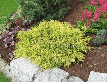 CHAMAECYPARIS PISIFERA "FILIFERA NANA", C3