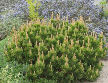 PINUS MUGO "MUGHUS", C3