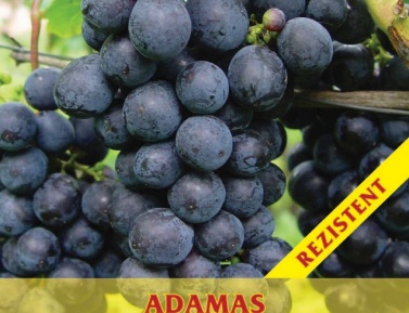 ADAMAS
