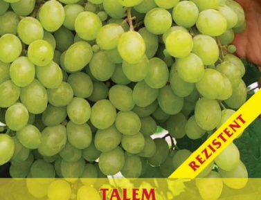 TALEM