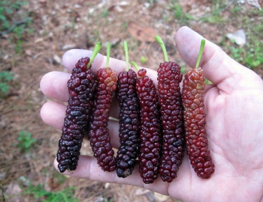 MORUŠA "PAKISTAN GIANT"