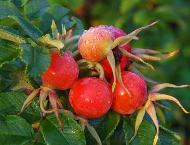 RUBRA (R.rugosa)