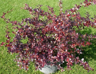 BERBERIS "RED JEWEL"