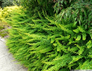 BERBERIS "GREEN CARPET"