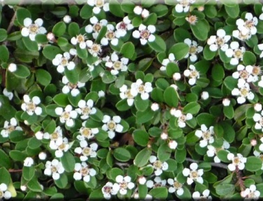 COTONEASTER PROCUMBENS "QUEEN OF CARPETS", K1,5