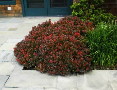 BERBERIS "BAGATELLE", C2