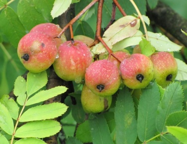 OSKORUŠA, K20 (Sorbus domestica)