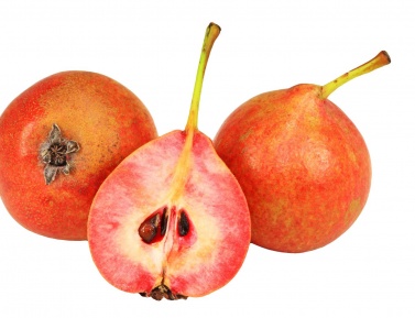 SANGUINOLE