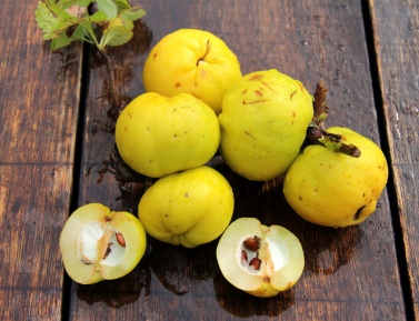 SARGENTII (Ch. japonica), K 2,5