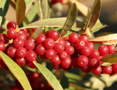 POINTILLA® AMOROSO® (Elaeagnus umbellata)