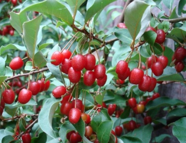 HLOŠINA MNOHOKVETÁ (Elaeagnus multiflora)