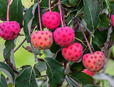 DRIEŇ JAPONSKÝ (Cornus kousa)