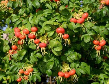 HANSA (R.rugosa)