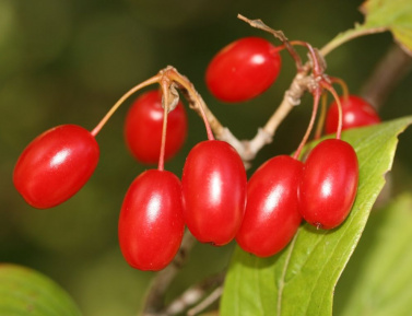 DRIEŇ LEKÁRSKY (Cornus officinalis), kont.