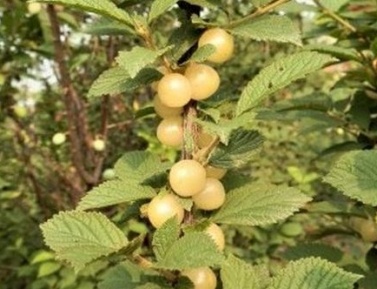 SNOVIT (P.tomentosa)