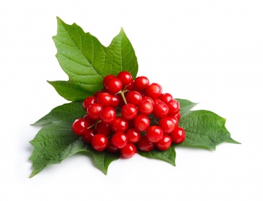 KALINA OBYČAJNÁ (Viburnum opulus), kont.
