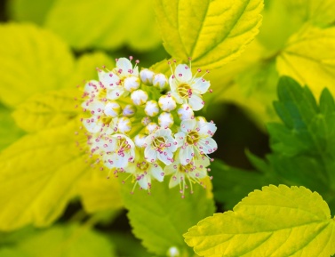 PHYSOCARPUS "DART´S GOLD", C3