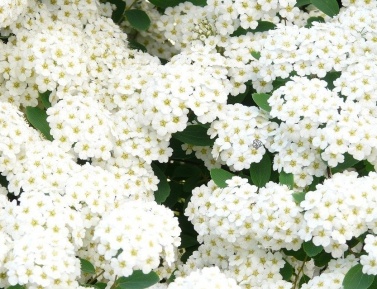 SPIRAEA BETULIFOLIA "ISLAND", K2,5