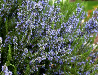 ROSMARINUS OFFICINALIS na kmieniku, P14