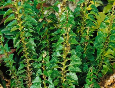 HEDERA "ERECTA", K2,5