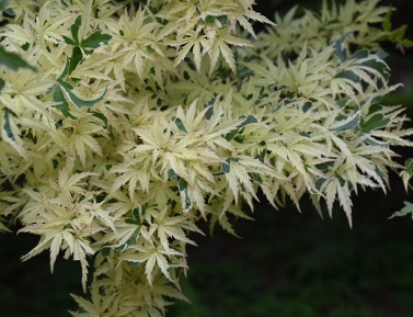 ACER PALMATUM "BUTTERFLY", K2,5