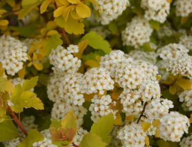 SPIRAEA VANHOUTTEI "GOLD FONTAIN", K2,5