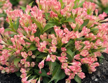 WEIGELA "ALL SUMMER PEACH", K2,5