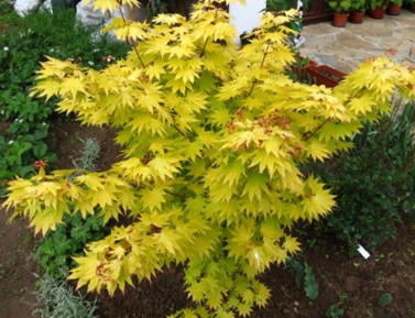 ACER SHIRASAWANUM "SUMMERGOLD", K2,5