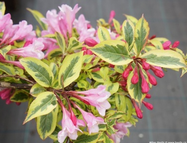 WEIGELA "MAGICAL RAINBOW", K2,5