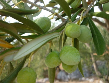 OLIVA "MONICELLA", K13