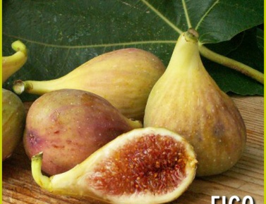 FILLACIANO, K7